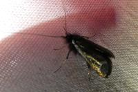 Adela reaumurella