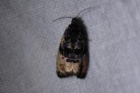 Metendothenia atropunctana