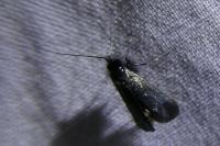 Adela reaumurella