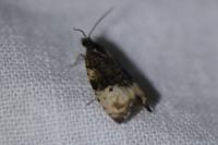 Metendothenia atropunctana