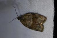 Syndemis musculana
