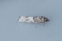 Phaneta pauperana
