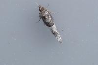 Phaneta pauperana