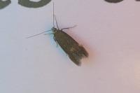 Aproaerema anthyllidella