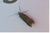Aproaerema anthyllidella