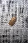 Agonopterix
