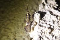 Esperia sulphurella