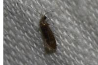 Dyseriocrania subpurpurella