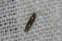 Dyseriocrania subpurpurella