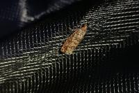 Gravitarmata margarotana
