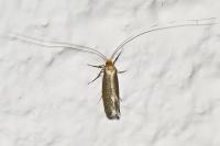 Nematopogon adansoniella