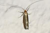 Nematopogon adansoniella