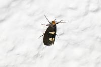 Incurvaria masculella