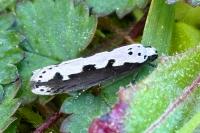 Ethmia bipunctella