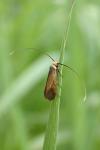 Cauchas rufimitrella