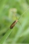 Cauchas rufimitrella