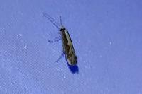 Plutella xylostella