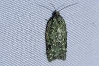 Acleris literana