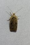 Agonopterix ciliella/heracliana