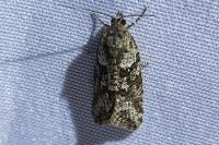 Cnephasia