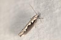 Ethmia bipunctella