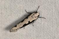 Ethmia bipunctella