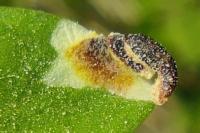 Coleophora discordella