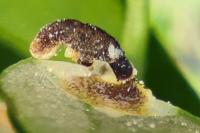 Coleophora discordella