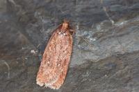 Depressaria olerella