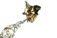 Depressaria olerella