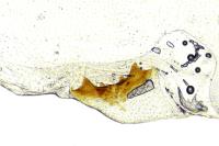 Depressaria olerella