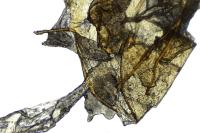 Depressaria olerella