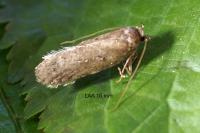 Agonopterix heracliana