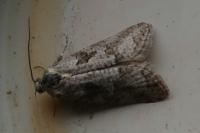 Cnephasia