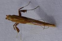 Caloptilia