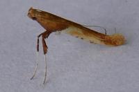 Caloptilia