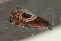 Grapholita jungiella