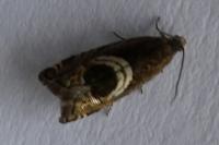 Grapholita jungiella