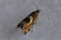 Grapholita jungiella