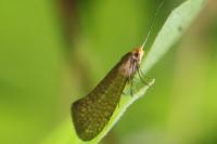 Nematopogon adansoniella