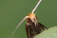 Nematopogon adansoniella