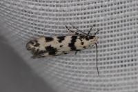 Pseudotelphusa scalella