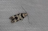 Pseudotelphusa scalella