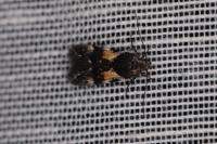 Teleiodes luculella