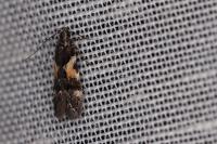 Teleiodes luculella