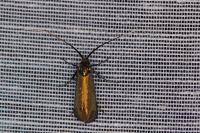 Adela reaumurella