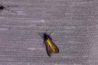 Adela reaumurella