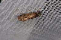 Dyseriocrania subpurpurella