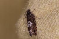 Pammene argyrana