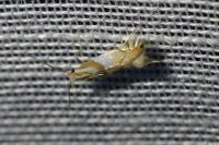 Phyllonorycter roboris
